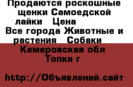 Продаются роскошные щенки Самоедской лайки › Цена ­ 40 000 - Все города Животные и растения » Собаки   . Кемеровская обл.,Топки г.